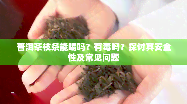 普洱茶枝条能喝吗？有吗？探讨其安全性及常见问题