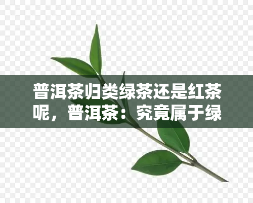 普洱茶归类绿茶还是红茶呢，普洱茶：究竟属于绿茶还是红茶？