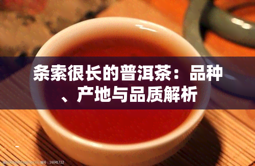 条索很长的普洱茶：品种、产地与品质解析