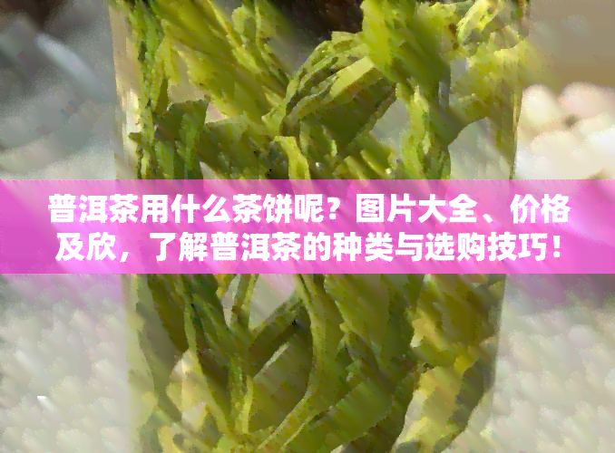 普洱茶用什么茶饼呢？图片大全、价格及欣，了解普洱茶的种类与选购技巧！