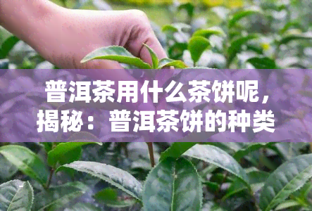 普洱茶用什么茶饼呢，揭秘：普洱茶饼的种类与选择，哪种？