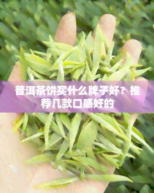 普洱茶饼买什么牌子好？推荐几款口感好的