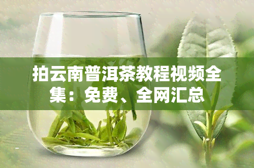 拍云南普洱茶教程视频全集：免费、全网汇总