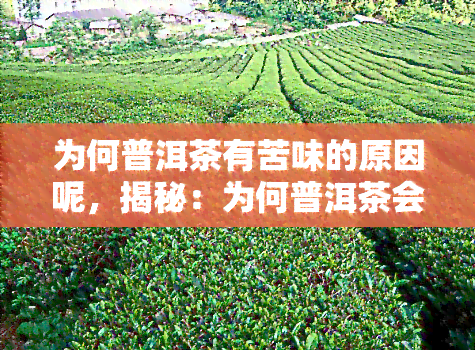 为何普洱茶有苦味的原因呢，揭秘：为何普洱茶会有苦味？