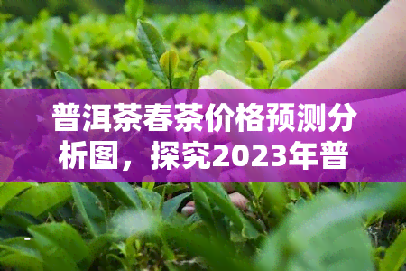 普洱茶春茶价格预测分析图，探究2023年普洱茶春茶价格走势：预测分析图表解读