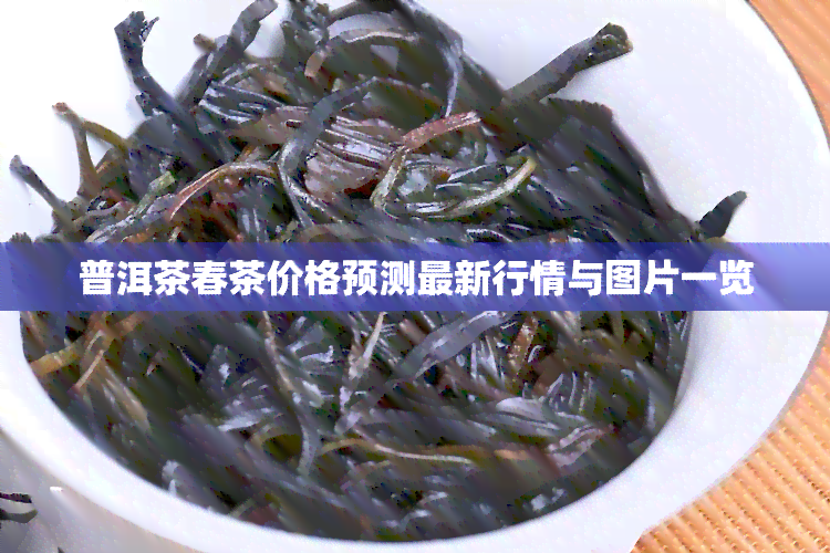 普洱茶春茶价格预测最新行情与图片一览