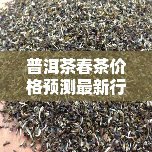 普洱茶春茶价格预测最新行情，深度解析：2023年普洱茶春茶价格最新走势与市场趋势预测