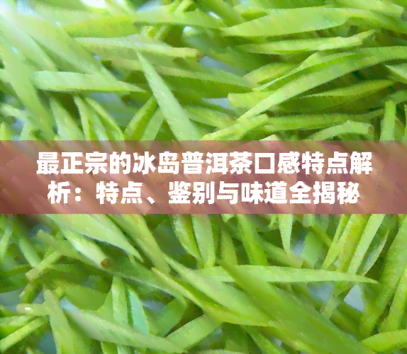 最正宗的冰岛普洱茶口感特点解析：特点、鉴别与味道全揭秘