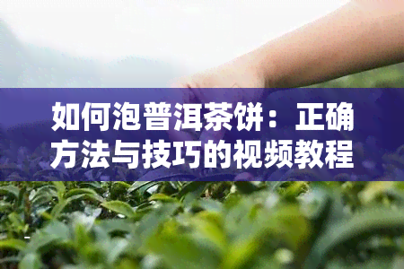 如何泡普洱茶饼：正确方法与技巧的视频教程