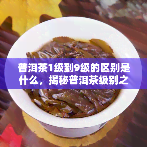 普洱茶1级到9级的区别是什么，揭秘普洱茶级别之谜：从1级到9级的差异究竟在哪里？