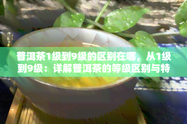 普洱茶1级到9级的区别在哪，从1级到9级：详解普洱茶的等级区别与特点