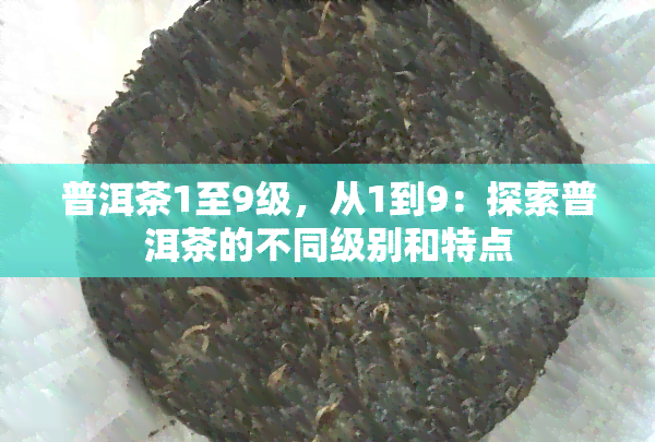 普洱茶1至9级，从1到9：探索普洱茶的不同级别和特点