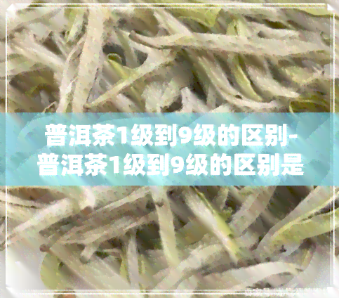 普洱茶1级到9级的区别-普洱茶1级到9级的区别是什么