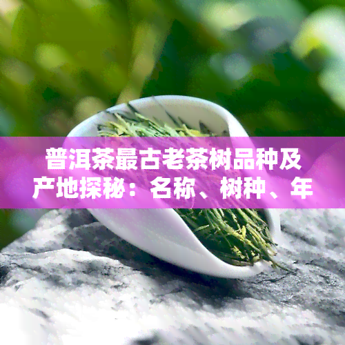 普洱茶最古老茶树品种及产地探秘：名称、树种、年龄全揭秘