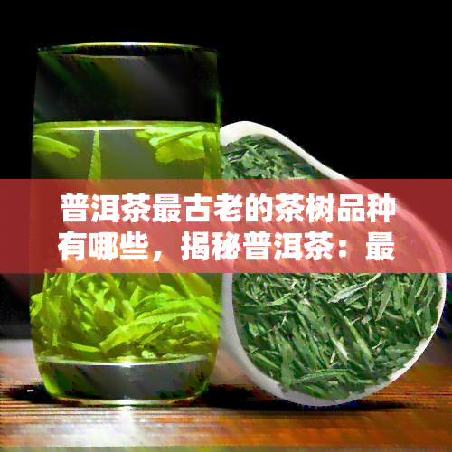 普洱茶最古老的茶树品种有哪些，揭秘普洱茶：最古老的茶树品种是什么？