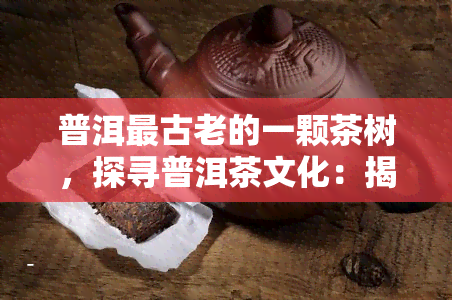 普洱最古老的一颗茶树，探寻普洱茶文化：揭秘最古老的一颗茶树