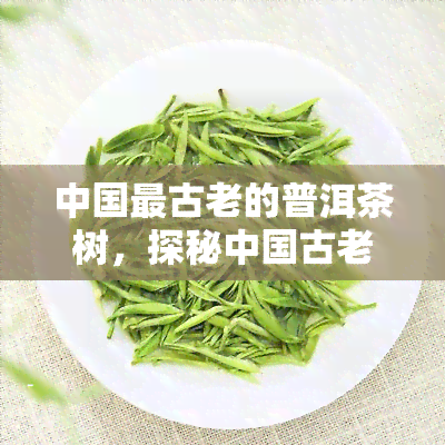 中国最古老的普洱茶树，探秘中国古老普洱茶树：历、文化和制作技艺