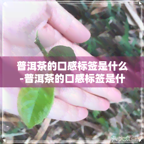 普洱茶的口感标签是什么-普洱茶的口感标签是什么样的