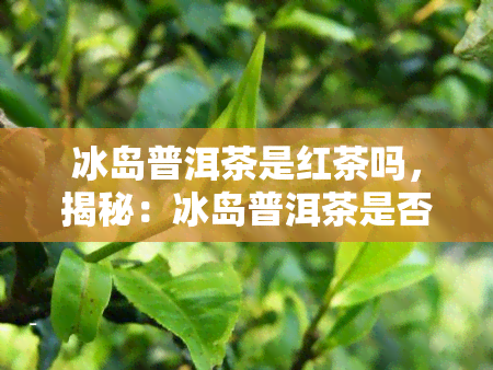 冰岛普洱茶是红茶吗，揭秘：冰岛普洱茶是否属于红茶？