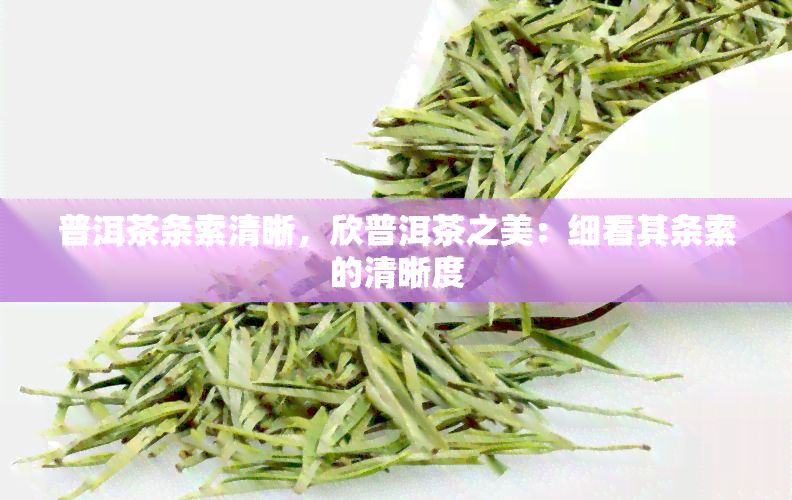 普洱茶条索清晰，欣普洱茶之美：细看其条索的清晰度