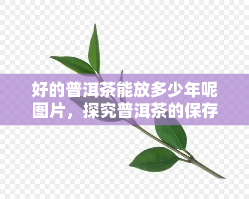 好的普洱茶能放多少年呢图片，探究普洱茶的保存期限：好的普洱茶能放多久？看图了解！