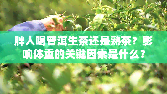 胖人喝普洱生茶还是熟茶？影响体重的关键因素是什么？