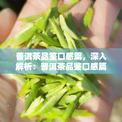 普洱茶品鉴口感篇，深入解析：普洱茶品鉴口感篇