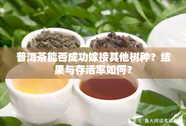 普洱茶能否成功嫁接其他树种？结果与存活率如何？