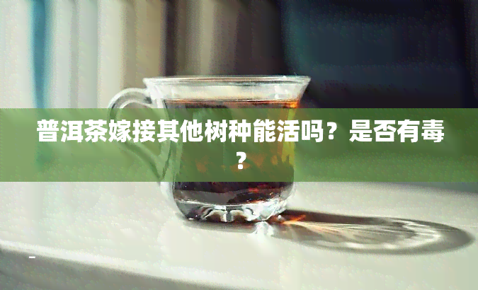 普洱茶嫁接其他树种能活吗？是否有？