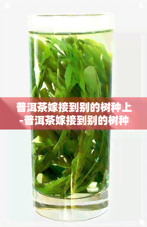 普洱茶嫁接到别的树种上-普洱茶嫁接到别的树种上好吗