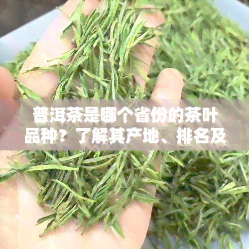 普洱茶是哪个省份的茶叶品种？了解其产地、排名及图片信息