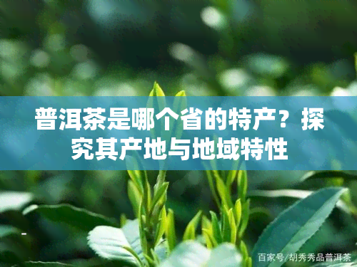 普洱茶是哪个省的特产？探究其产地与地域特性