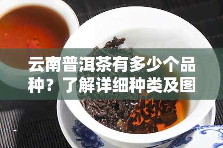 云南普洱茶有多少个品种？了解详细种类及图片