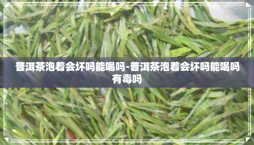 普洱茶泡着会坏吗能喝吗-普洱茶泡着会坏吗能喝吗有吗