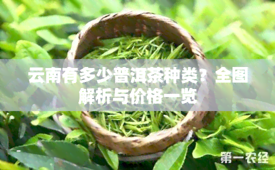 云南有多少普洱茶种类？全图解析与价格一览