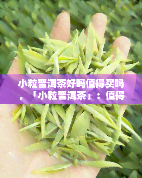 小粒普洱茶好吗值得买吗，「小粒普洱茶」：值得购买的好选择！