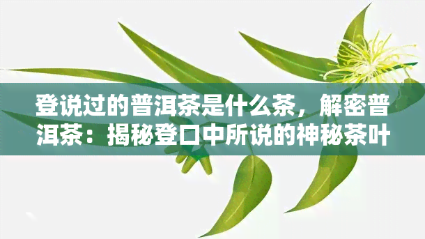 登说过的普洱茶是什么茶，解密普洱茶：揭秘登口中所说的神秘茶叶