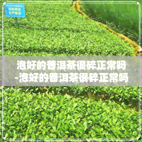 泡好的普洱茶很碎正常吗-泡好的普洱茶很碎正常吗能喝吗