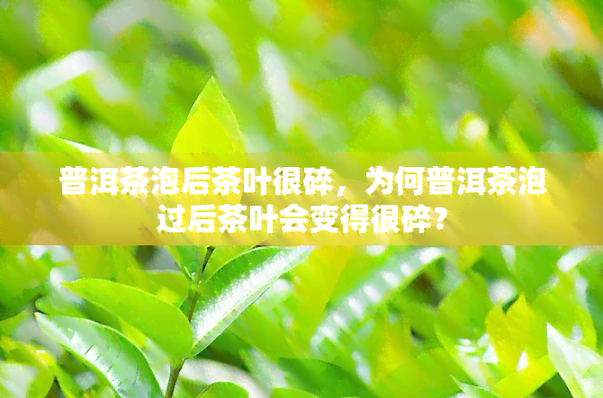 普洱茶泡后茶叶很碎，为何普洱茶泡过后茶叶会变得很碎？