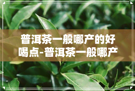 普洱茶一般哪产的好喝点-普洱茶一般哪产的好喝点呢