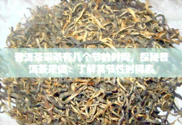 普洱茶采茶有几个节的时间，探秘普洱茶采摘：了解其节性时间表