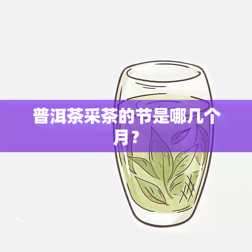 普洱茶采茶的节是哪几个月？