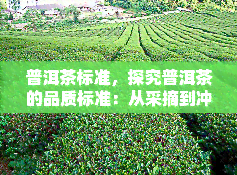 普洱茶标准，探究普洱茶的品质标准：从采摘到冲泡的全过程解析