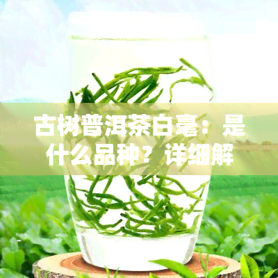 古树普洱茶白毫：是什么品种？详细解析