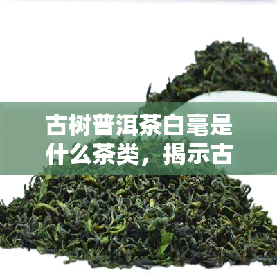 古树普洱茶白毫是什么茶类，揭示古树普洱茶的神秘面纱：白毫究竟属于哪种茶类？