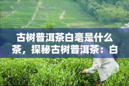 古树普洱茶白毫是什么茶，探秘古树普洱茶：白毫的奥秘与价值