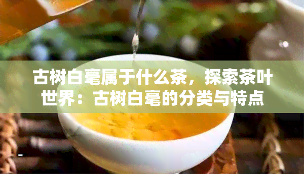 古树白毫属于什么茶，探索茶叶世界：古树白毫的分类与特点