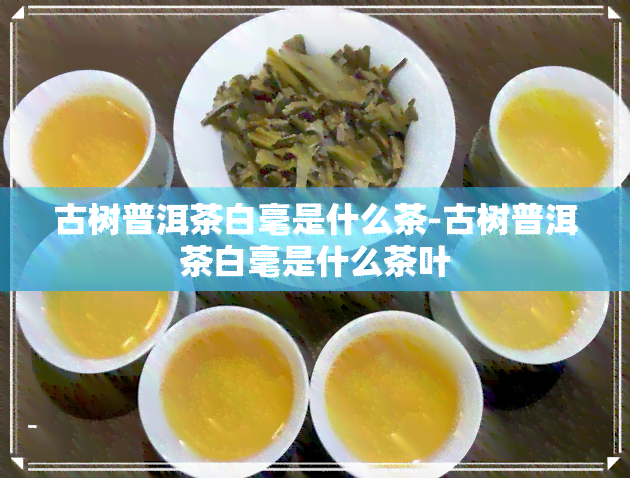 古树普洱茶白毫是什么茶-古树普洱茶白毫是什么茶叶