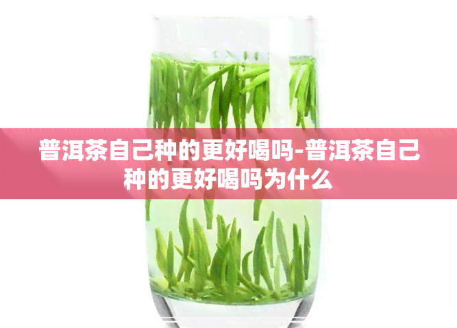 普洱茶自己种的更好喝吗-普洱茶自己种的更好喝吗为什么