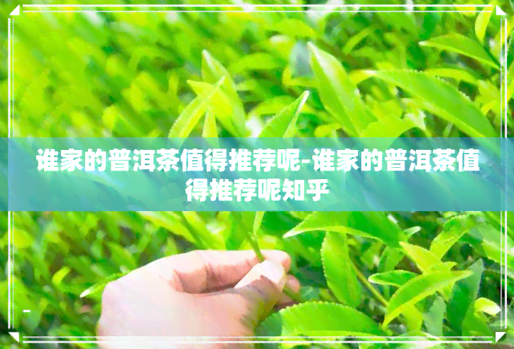 谁家的普洱茶值得推荐呢-谁家的普洱茶值得推荐呢知乎